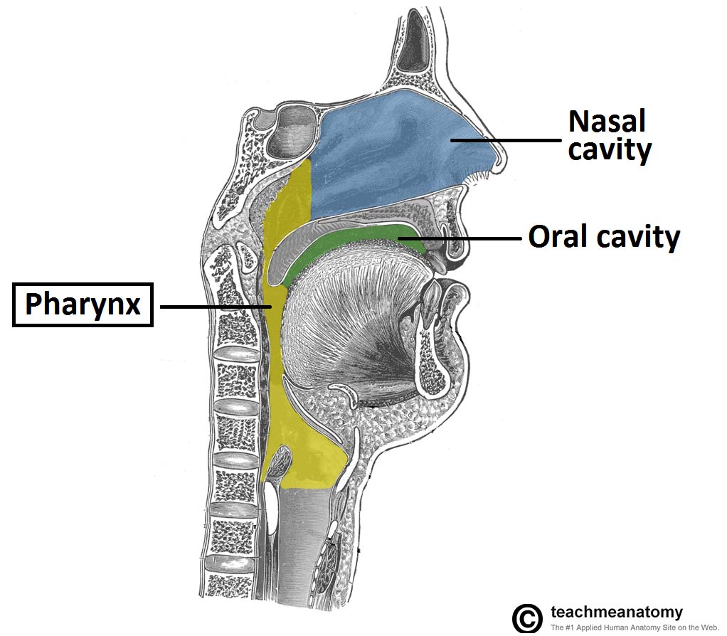 The Pharynx Subdivisions Blood Supply TeachMeAnatomy