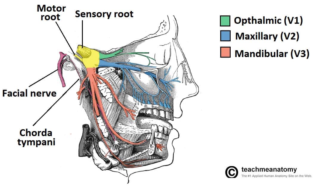 The Trigeminal Nerve CN V Course Divisions TeachMeAnatomy The Trigeminal Nerve CN V Course Divisions TeachMeAnatomy
