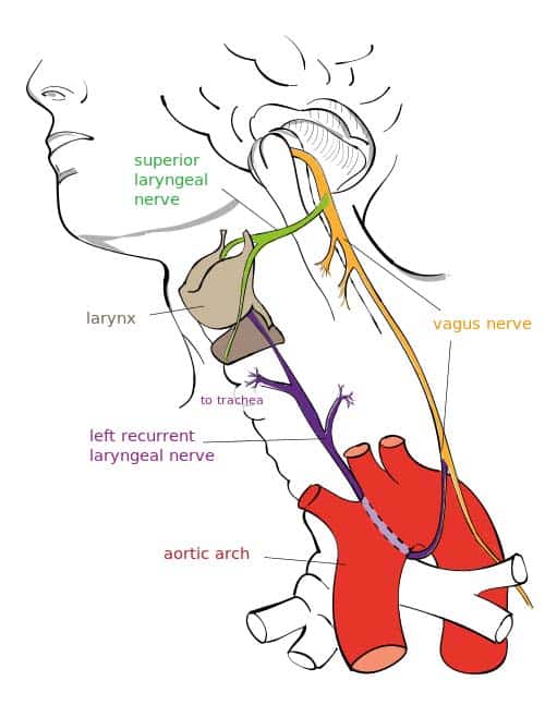 The Vagus Nerve Cn X Course Functions Teachmeanatomy 1062