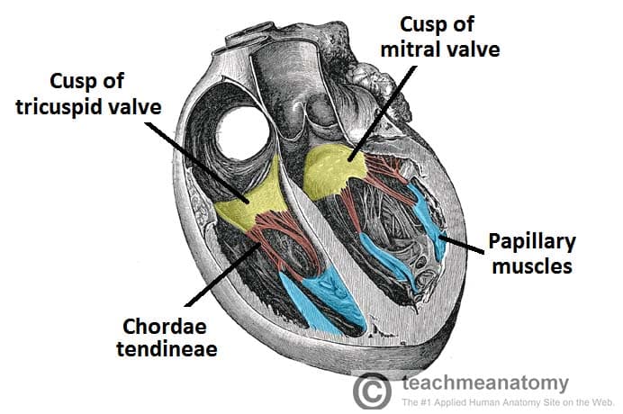 muscles of heart valves