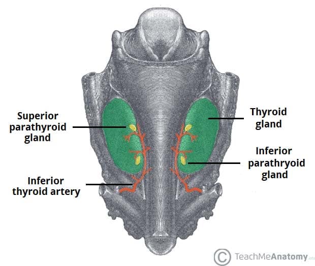The Parathyroid Glands - Blood Supply - Nerves ...