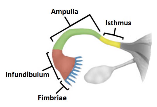 The Fallopian Tubes (Uterine) - Structure - Function - Vascular Supply