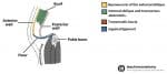 The Inguinal Canal Boundaries Contents Teachmeanatomy