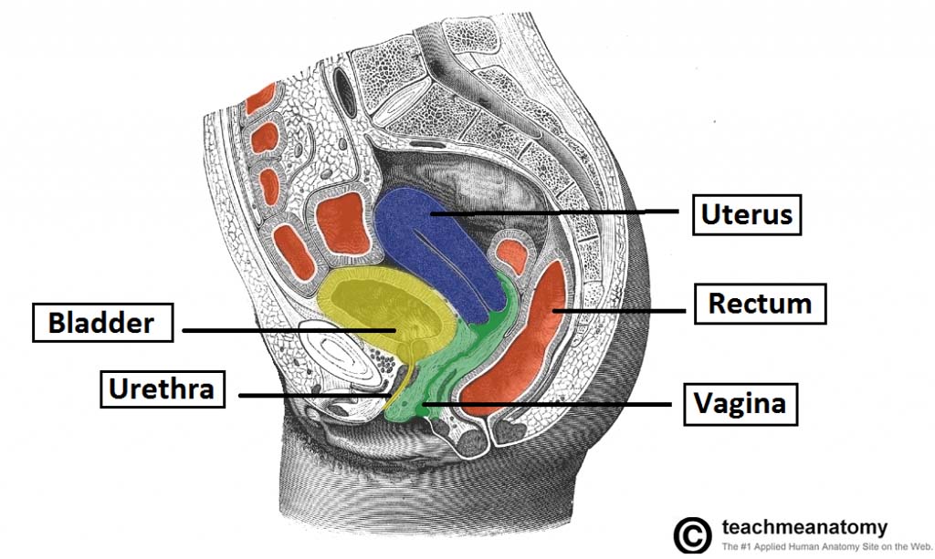 The Uterus Structure Location Vasculature Teachmeanatomy 7901