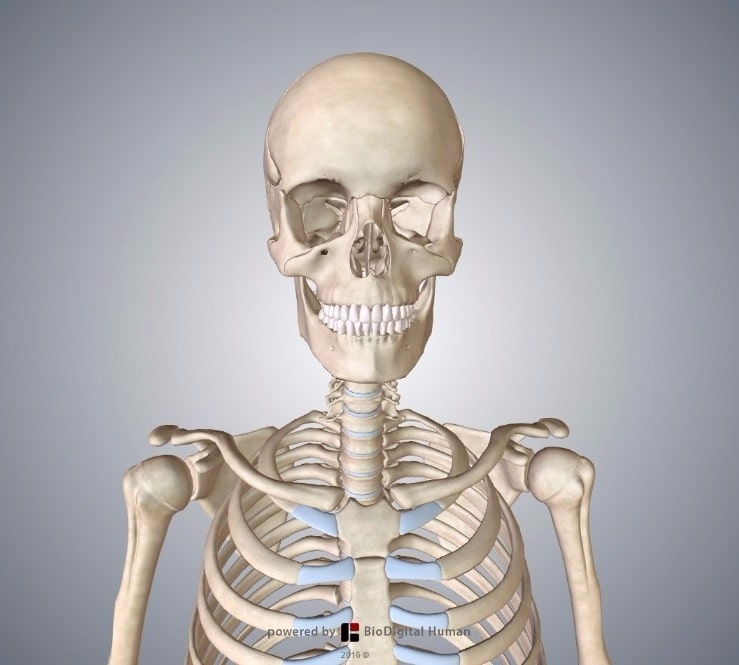 Skeletal System - TeachMeAnatomy