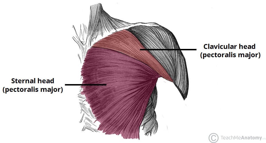 Where is the pectoralis major located?