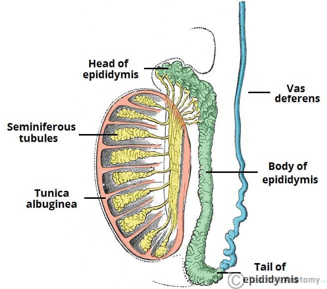 What Are The Two Function Of The Testes