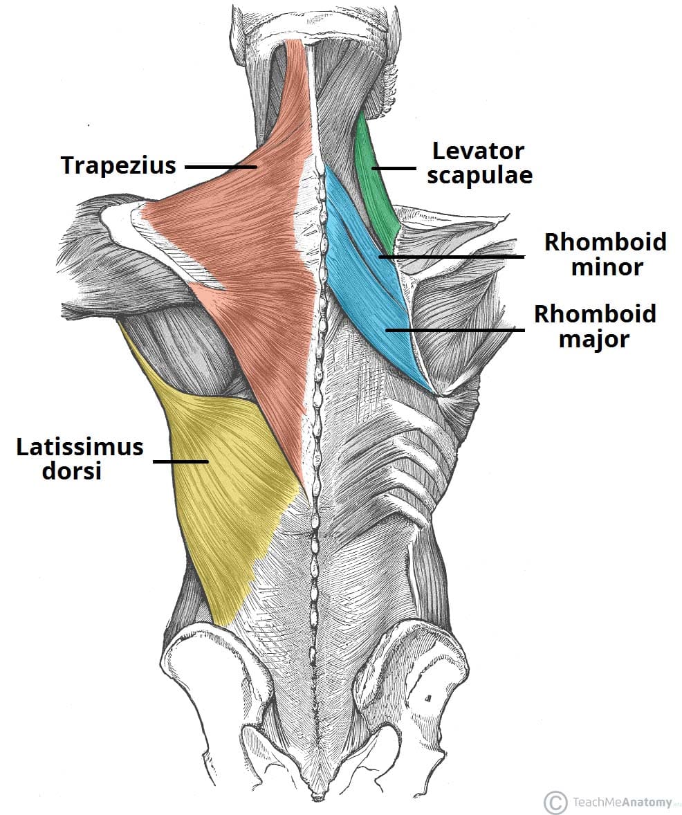 Muscles of the Back - TeachMeAnatomy