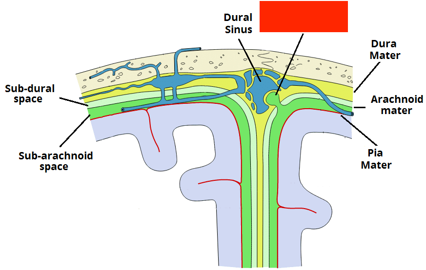 The Meninges Dura Arachnoid Pia TeachMeAnatomy