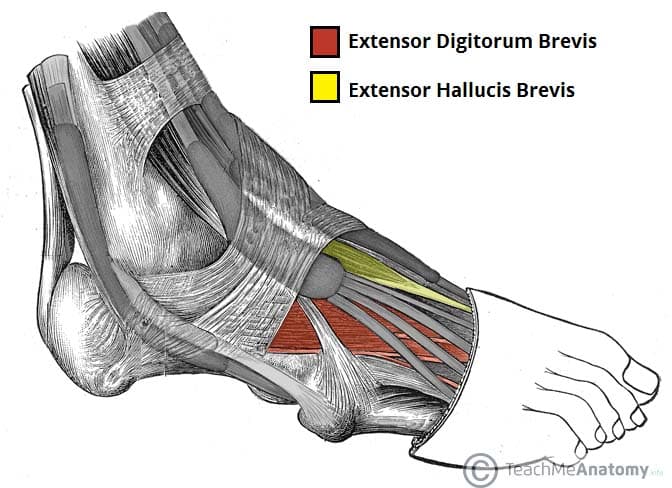 What are the names of the muscles of the human foot?