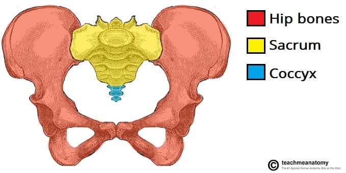 Fig 1.0 - The parts of the pelvic girdle.