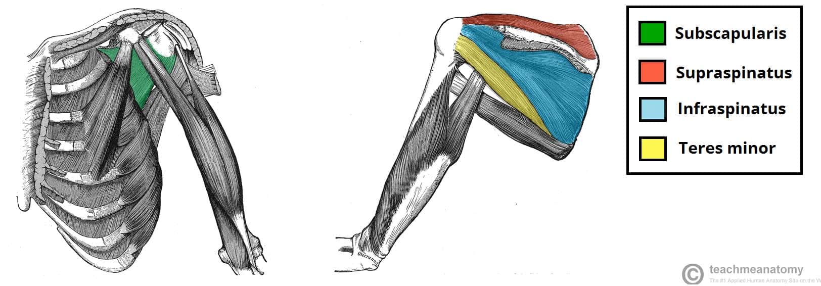 What are two factors that contribute to knee stability?