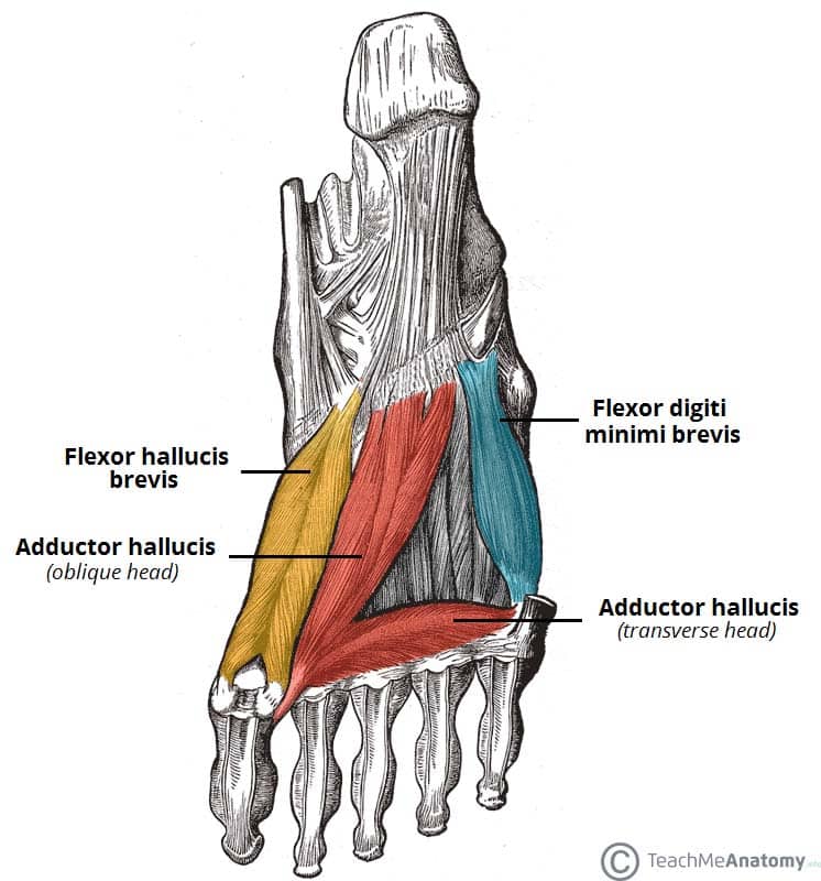 What are the names of the muscles of the human foot?