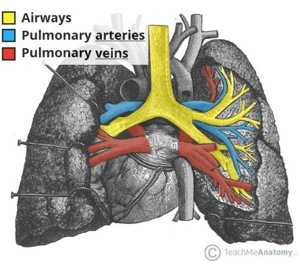 The Lungs Position Structure TeachMeAnatomy