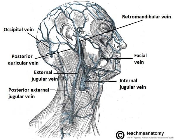 Blood Vessels And Lymphatics Of The Head And Neck TeachMeAnatomy