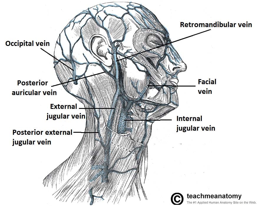 Facial Vein Anatomy 51