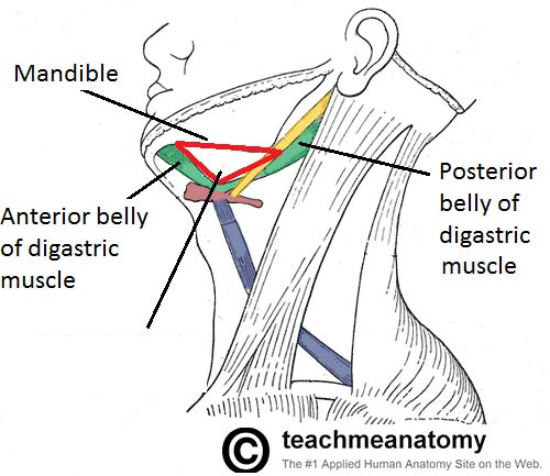 Anterior Triangle Of The Neck Subdivisions Teachmeanatomy 6838