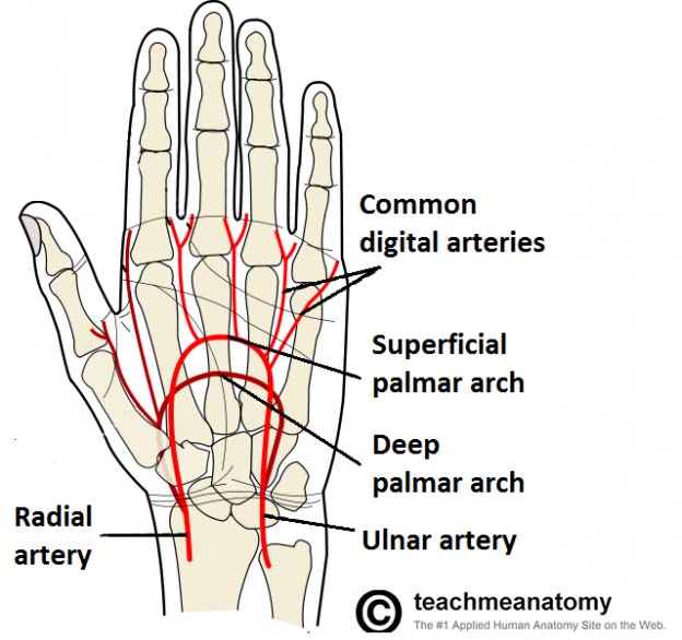 Arterial Supply to the Upper Limb - Subclavian - Brachial - TeachMeAnatomy