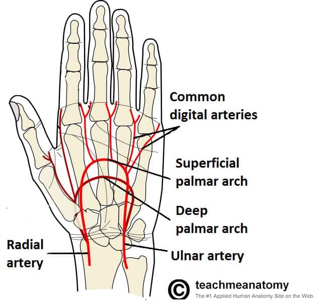 Fig 1.4 - Arterial supply to the hand, via the superficial and deep palmar arches