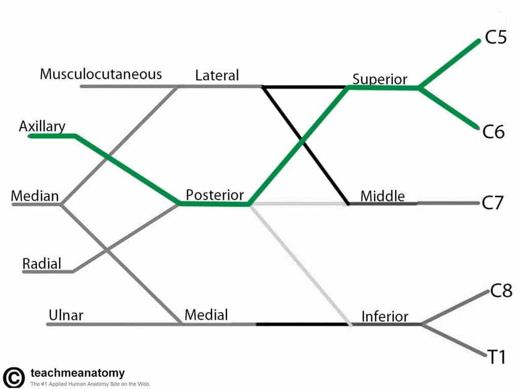 Nerve Distribution Chart