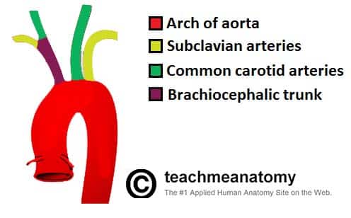 Major Arteries Of The Head And Neck Carotid Teachmeanatomy