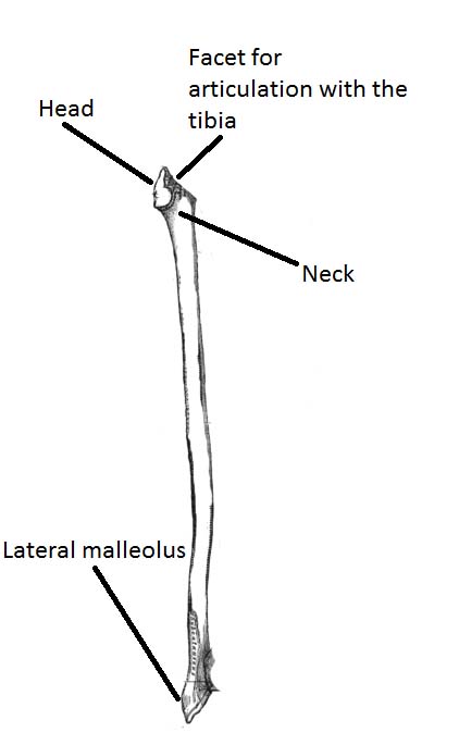 fibula diagram