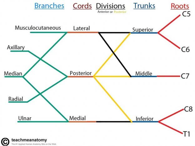 The Brachial Plexus - Sections - Branches - TeachMeAnatomy