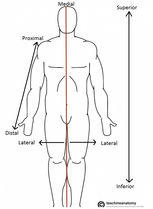 Anatomical Terminology  Anatomy and Physiology I