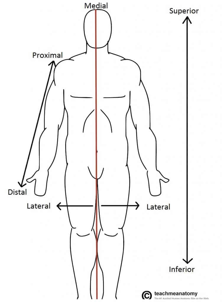 Anatomical Terms of Location - Anterior - Posterior ...