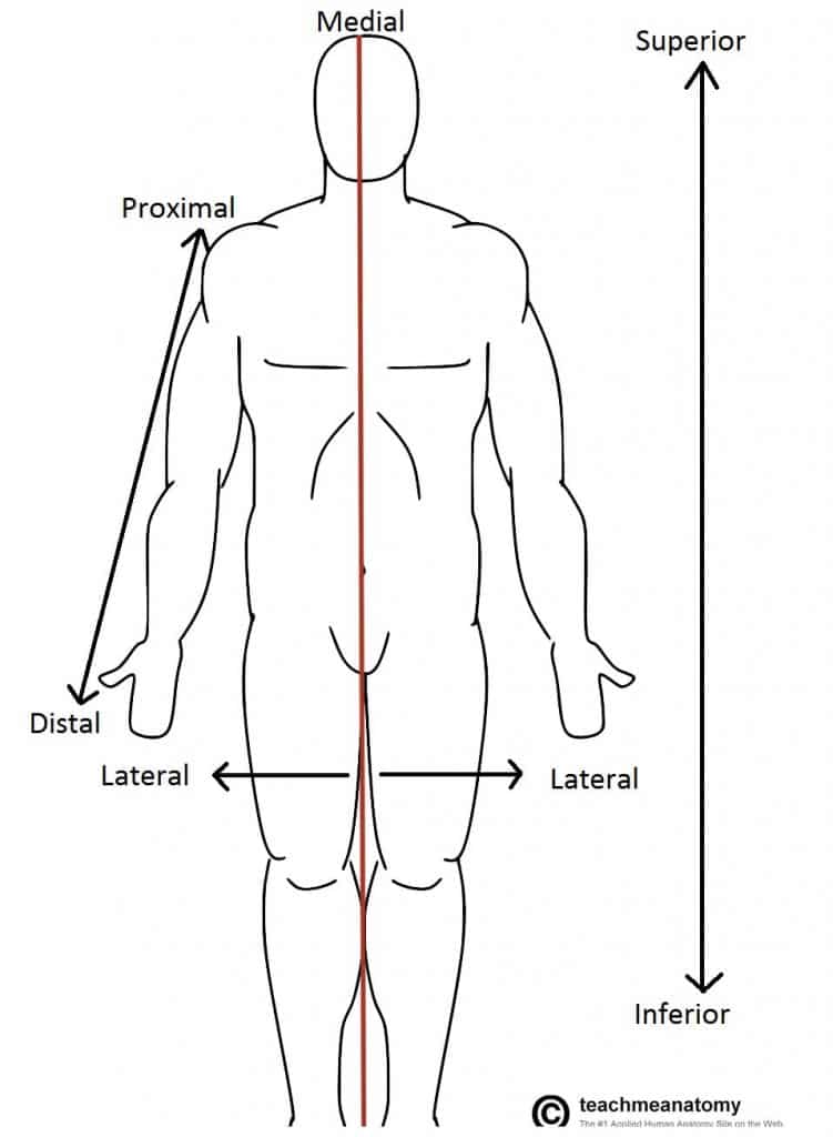 What Is Another Word For Superior In Anatomy