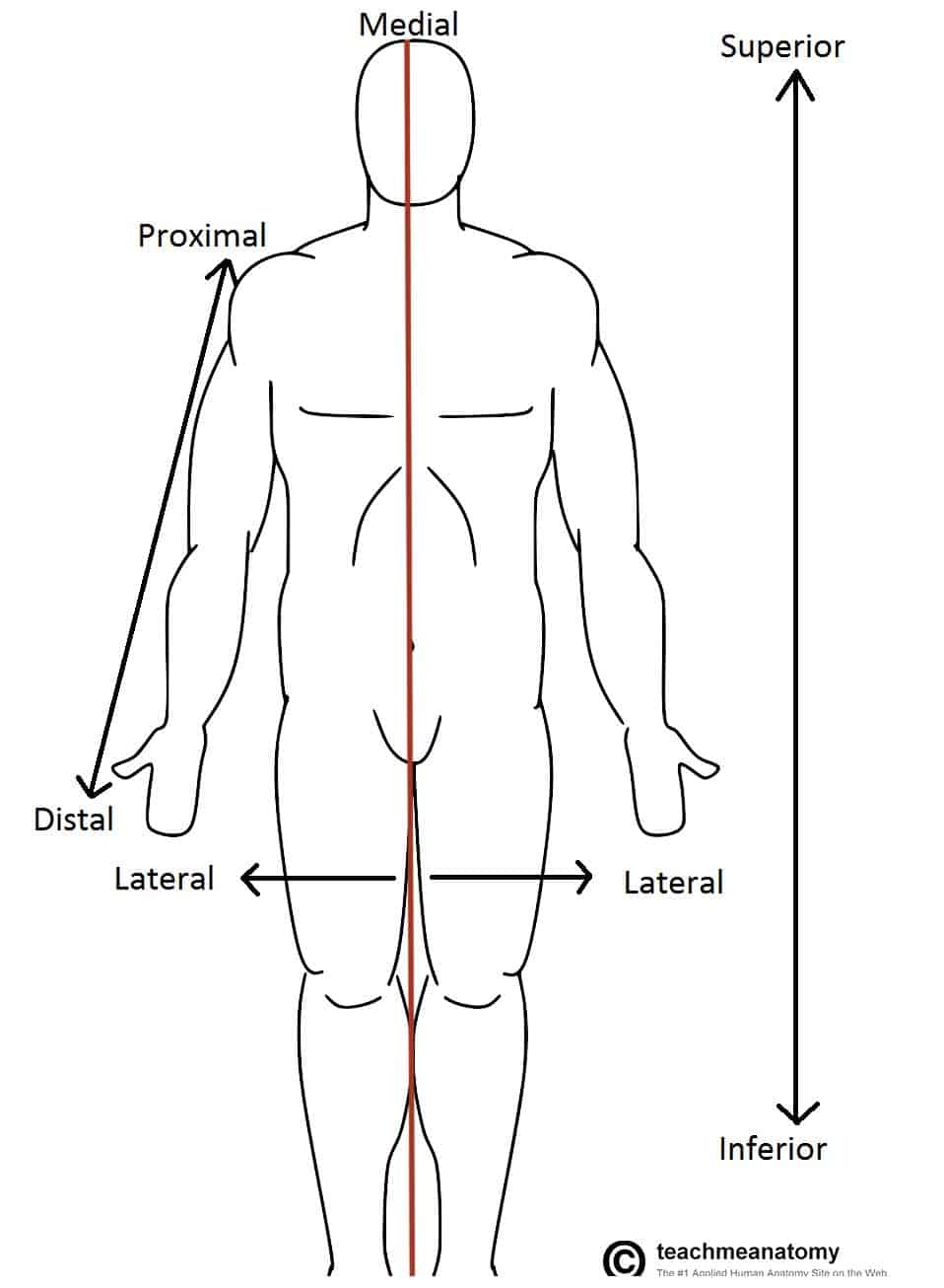 Fig 1.0 - Anatomical terms of location labelled on the anatomical position.