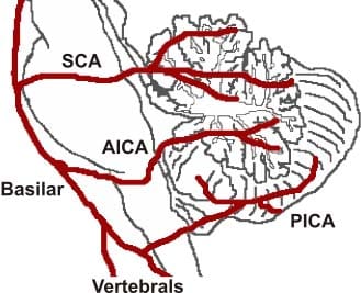 Fig 1.2 - Arterial supply to the cerebellum.