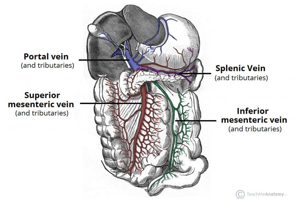 Fig 2 - The hepatic portal venous system.