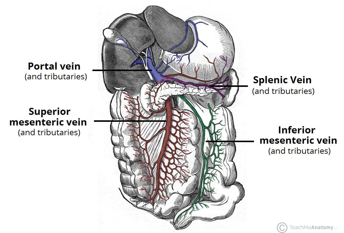 Portal Vein Anatomy