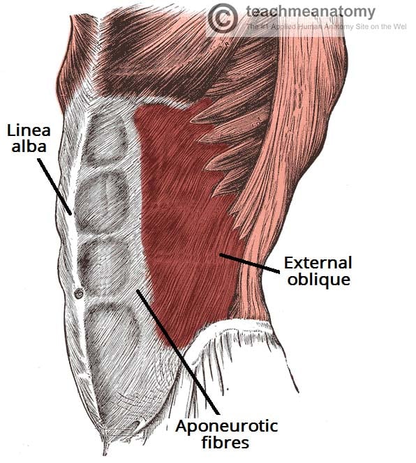 The Anterolateral Abdominal Wall Muscles Teachmeanatomy