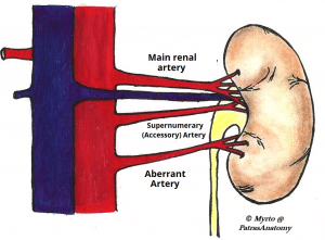 kidney arteries ureter vasculature structure supernumerary aberrant kidneys teachmeanatomy arterial