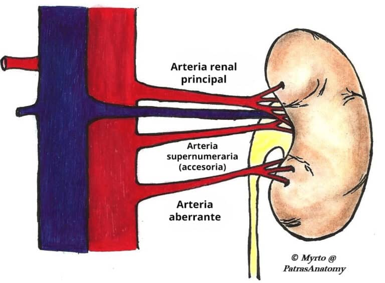 Los riñones – Ubicación – Estructura – Vasculatura – TeachMeAnatomy