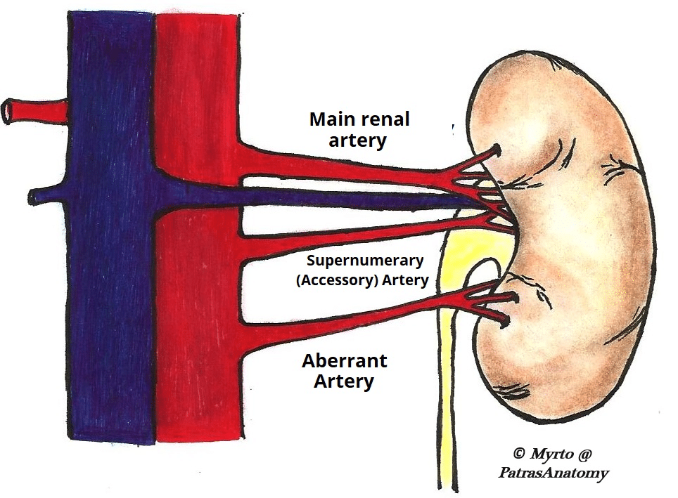 the structure of kidney hilum