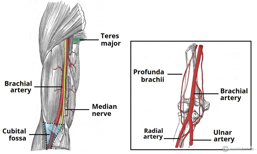 Arteries Of Upper Limb Flow Chart