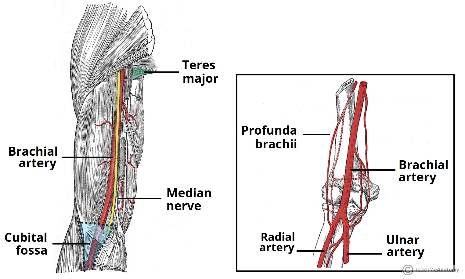 What Causes Brachial Artery Anatomy Shoulder And Upper Limb What Causes Brachial Artery Anatomy Shoulder And Upper Limb
