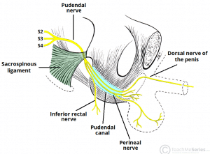 Anatomical diagram illustrating the course and branches of the pudendal nerve.