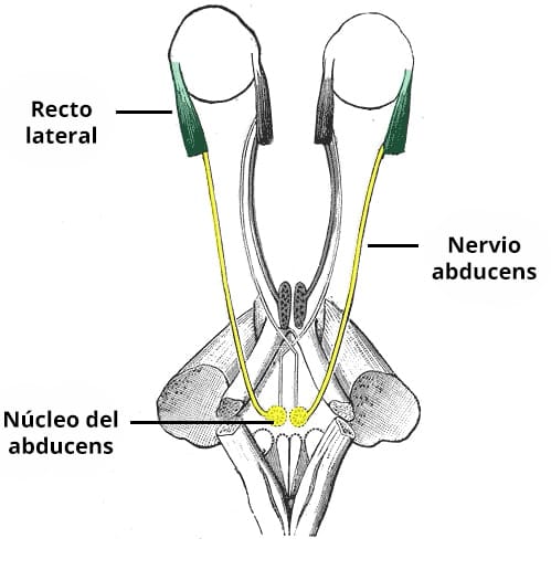 Schematic illustration of the anatomical course of the abducens nerve (CN VI).