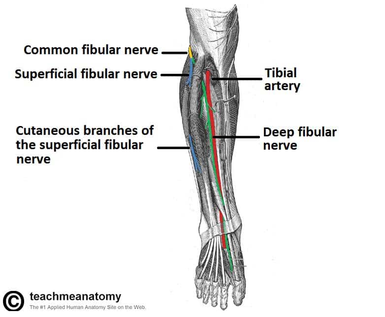 The Sciatic Nerve - Course - Motor - Sensory - TeachMeAnatomy