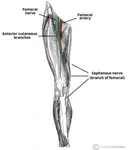 Diagram showing the anatomical course of the femoral nerve and its two cutaneous branches: anterior cutaneous fibers and saphenous nerve.