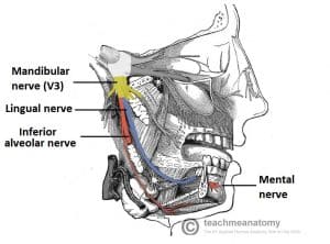 Diagram illustrating the anatomical course of the inferior alveolar and lingual nerves, highlighting their close proximity and the section of the inferior alveolar nerve within the mandibular canal.