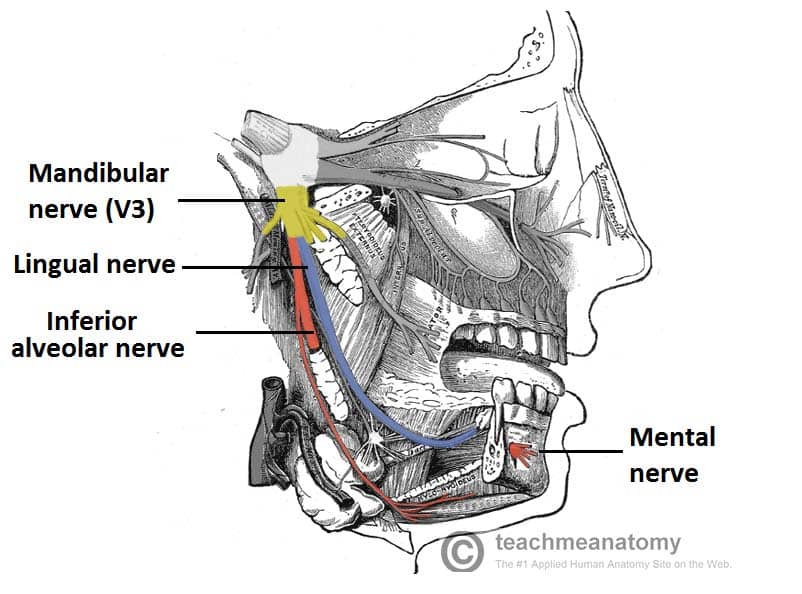 Trigeminal nerve Anatomy - The Mandibular nerve