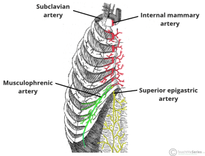 Anatomical diagram illustrating the course of the internal mammary artery.