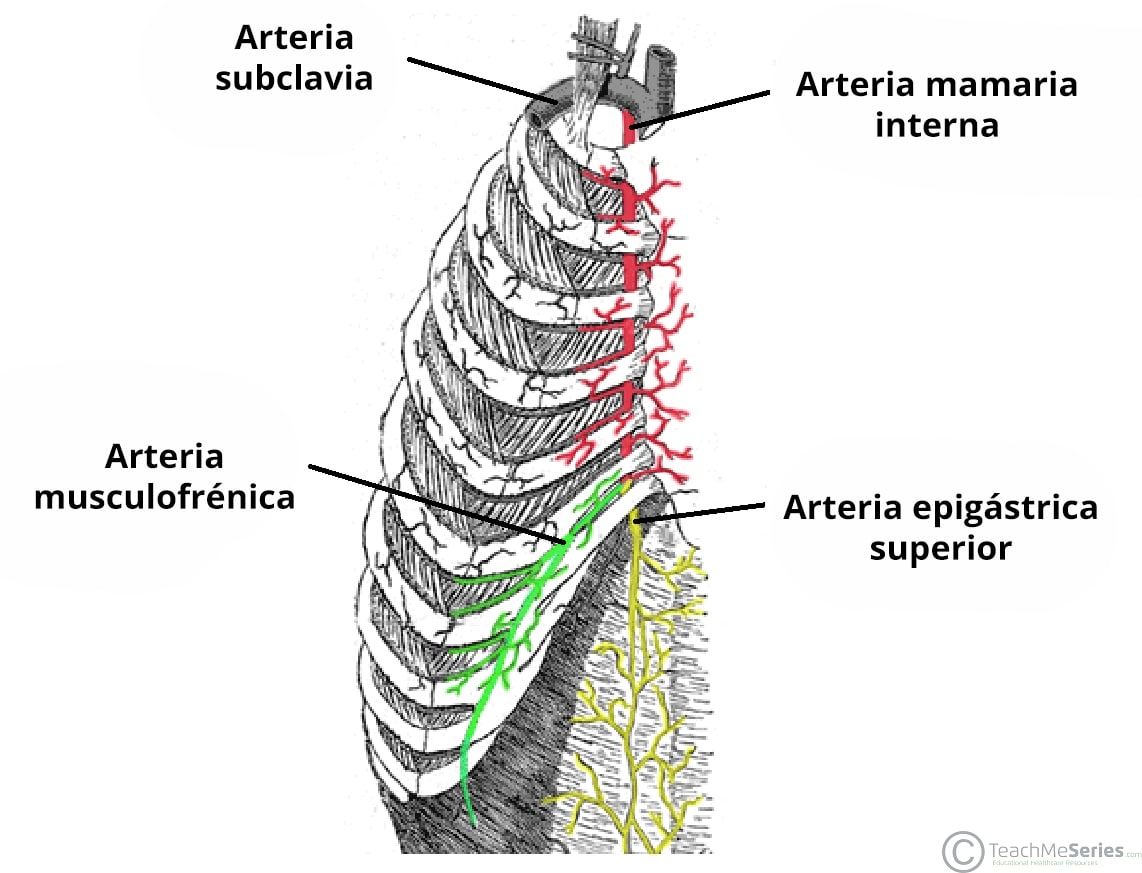 Diagrama anatómico que ilustra el curso de la arteria mamaria interna.