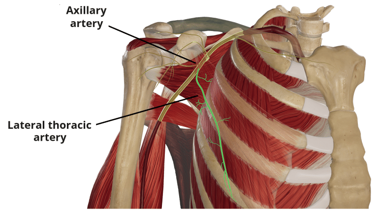 Lateral Thoracic Artery Course Supply Teachmeanatomy