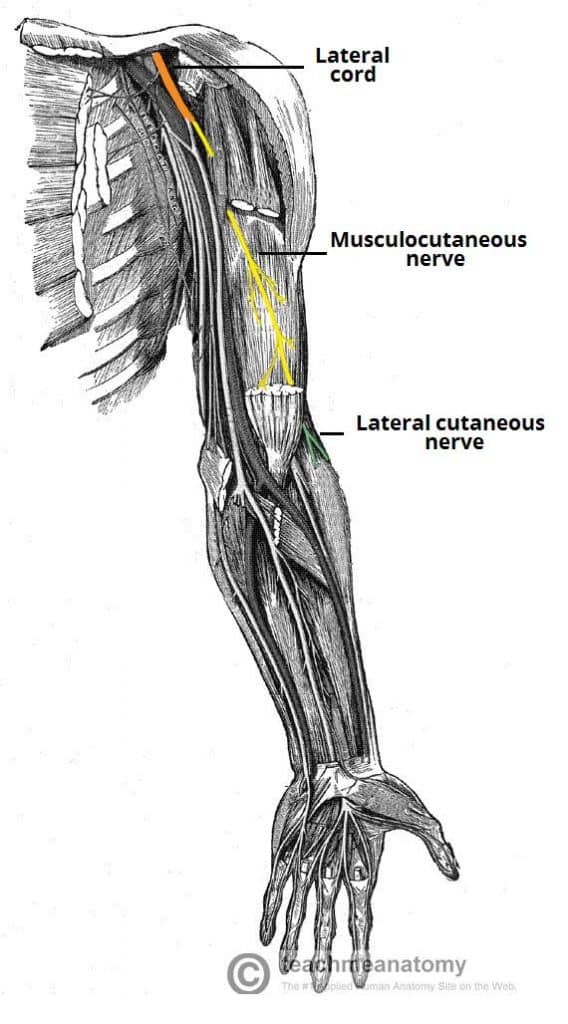 The Musculocutaneous Nerve - Course - Motor - Sensory - TeachMeAnatomy